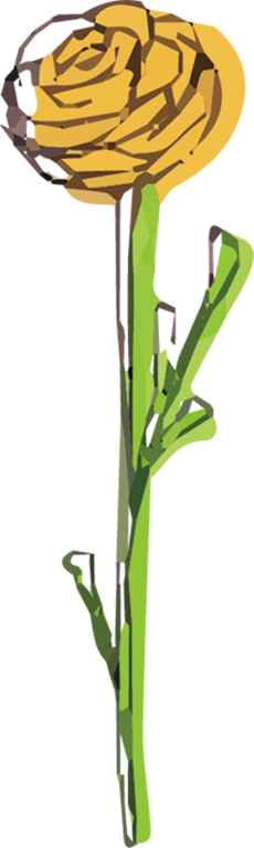 黄色いラナンキュラスの花